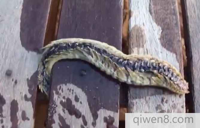 漁民捕獲怪異生物 一碰立刻進了醫院