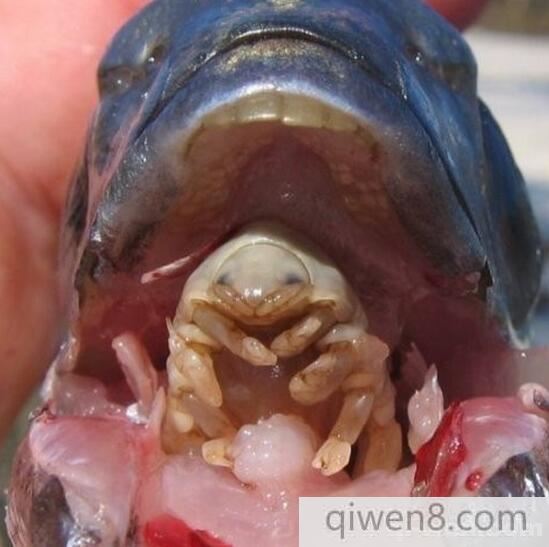 看著想吐的恐怖蟲 寄生動物體內長相曝光看著想吐的恐怖蟲 寄生動物體內長相曝光