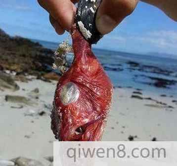 南非海岸發現怪物尸體 被網友稱為魔鬼魚