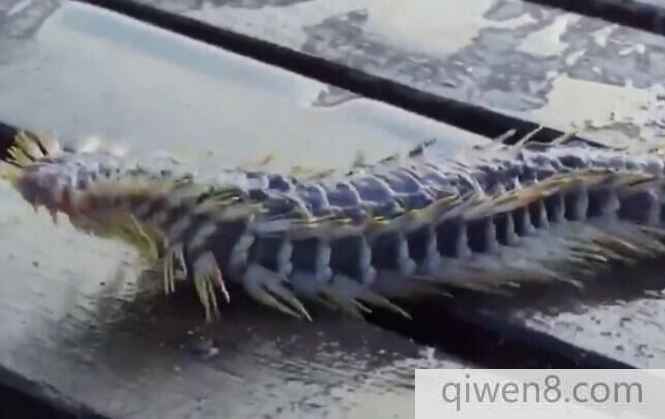 漁民捕獲怪異生物 一碰立刻進了醫院