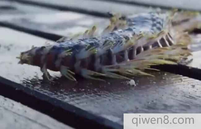 漁民捕獲怪異生物 一碰立刻進了醫院