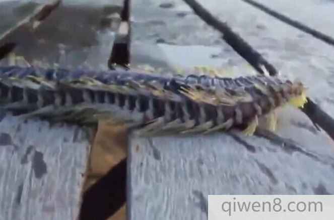 漁民捕獲怪異生物 一碰立刻進了醫院