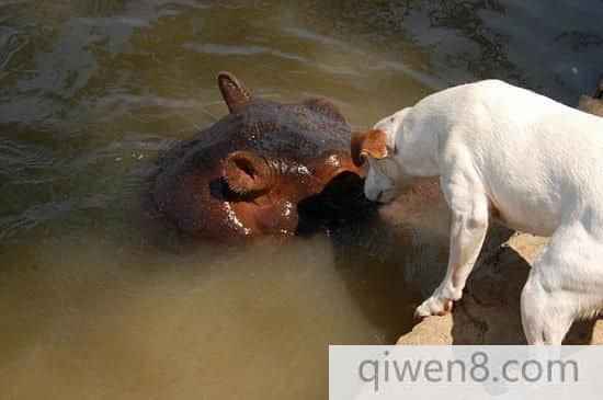 贊比亞被遺棄小河馬與獵犬成親密好友