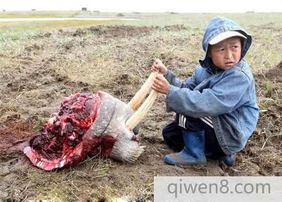 楚科奇人傳統手法殘忍獵殺海象
