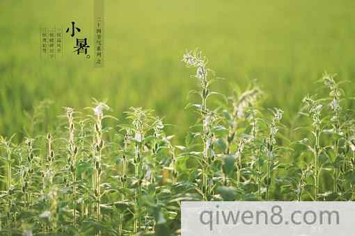 小暑是什么意思?過小暑應該注意什么事情?