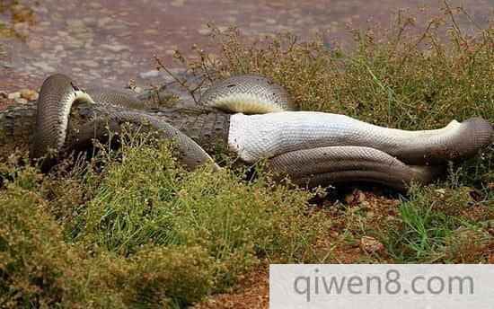 巨蟒絞殺2米長鱷魚艱難吞下：身體撐變形