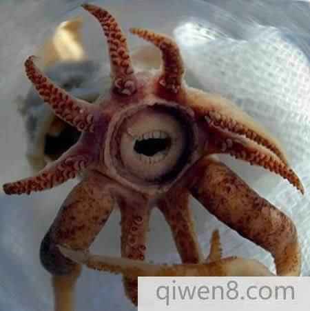 擁有奇牙齒的十大生物