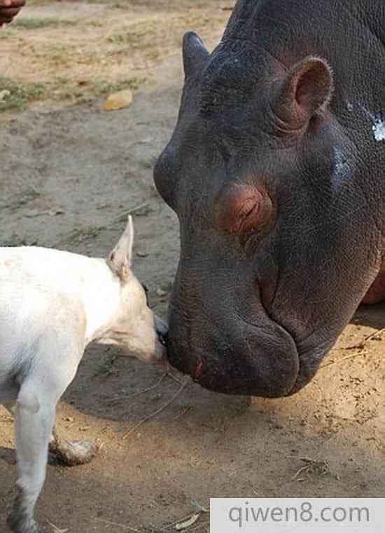 贊比亞被遺棄小河馬與獵犬成親密好友