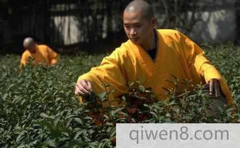 獨特的寺院茶文化是什么樣的?