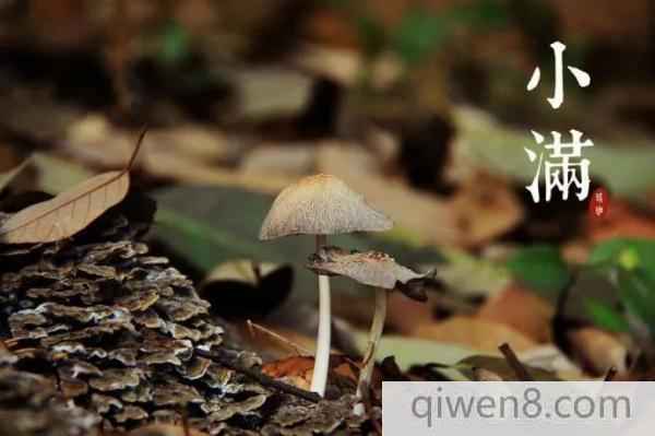 小滿節氣的由來 小滿養生大全