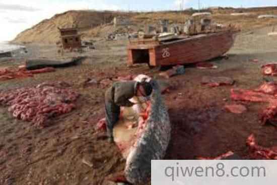 楚科奇人傳統手法殘忍獵殺海象