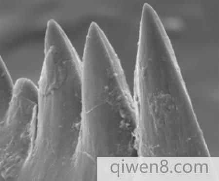 擁有奇牙齒的十大生物