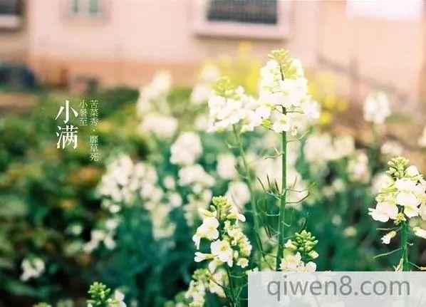 小滿節氣的由來 小滿養生大全