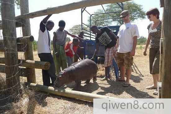 贊比亞被遺棄小河馬與獵犬成親密好友
