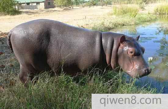 贊比亞被遺棄小河馬與獵犬成親密好友