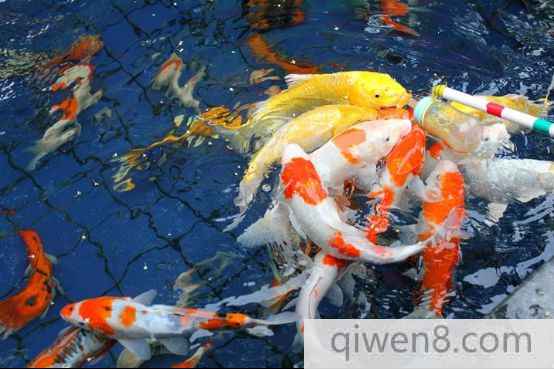 吃奶魚