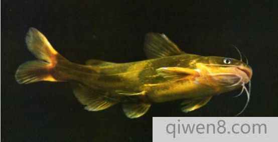 鏡子魚