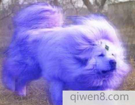 海藍獸