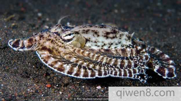 一只擬態章魚(學名：Thaumoctopus mimicus)把自己偽裝成有毒的鰨魚
