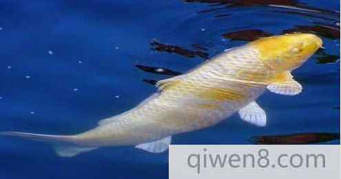 吃奶魚
