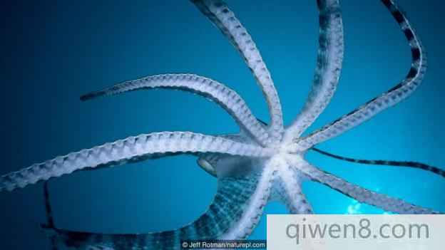 擬態章魚(學名：Thaumoctopus mimicus)