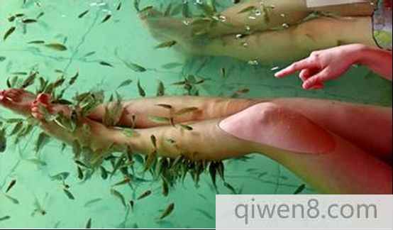 吃奶魚