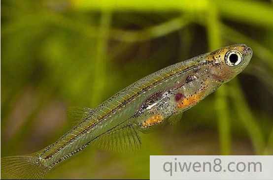 吃奶魚