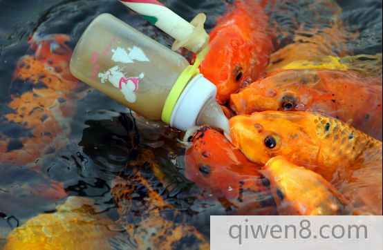 接吻魚