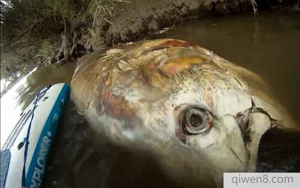 巨型吞拿魚橫尸英吉利海峽 長達2米壯如牛