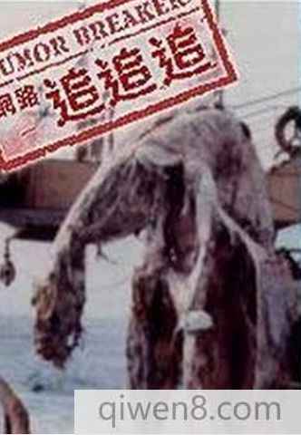 蛇頸龍