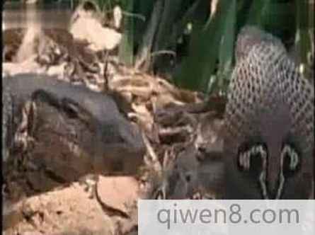 眼鏡王蛇的天敵