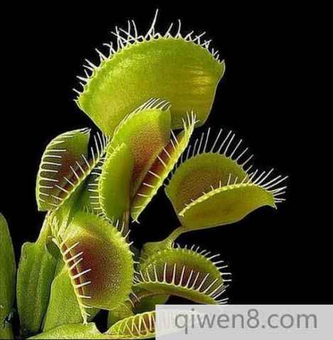 食人花