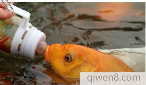 吃奶魚