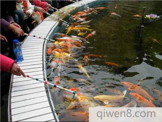 吃奶魚