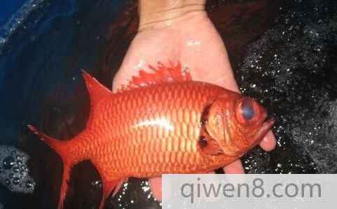 接吻魚