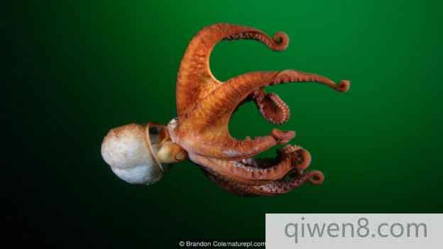 北太平洋巨型章魚(學名：Enteroctopus dofleini)