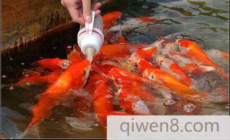 吃奶魚