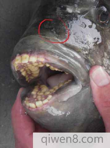 人齒魚