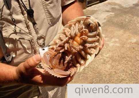 人齒魚