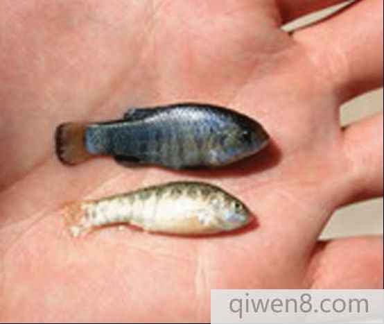 鏡子魚