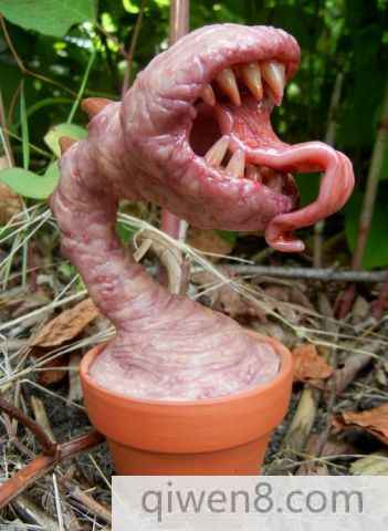 食人花