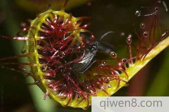 食人花