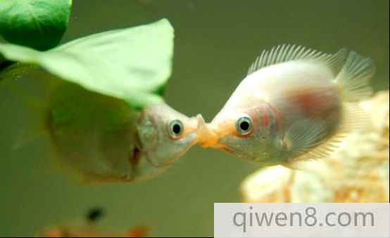 接吻魚