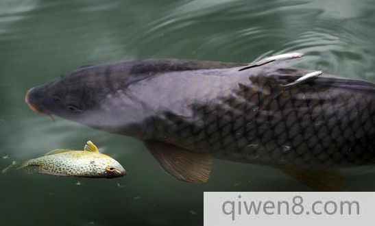 接吻魚