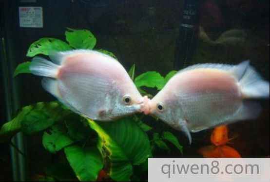接吻魚