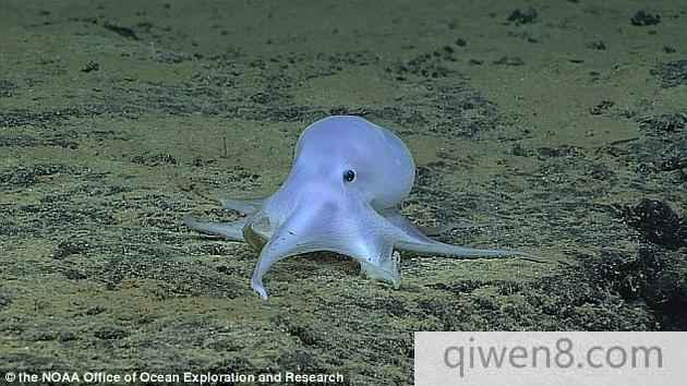 在NOAA的“大洋神探索者”（Okeanos Explorer）號科考船任務期間，一臺名為“深海發現者”的遙控潛水器發現了一些不同尋常的東西——一只待在巖石上的小章魚。