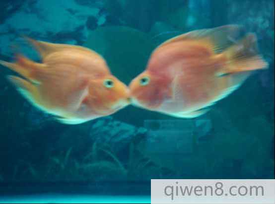 接吻魚
