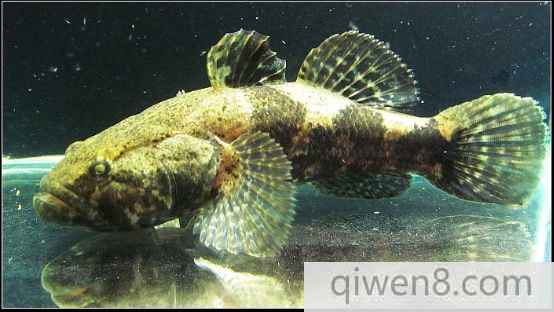 鏡子魚