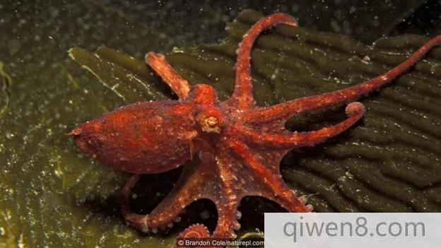 太平洋紅蛸(學名：Octopus rubescens)