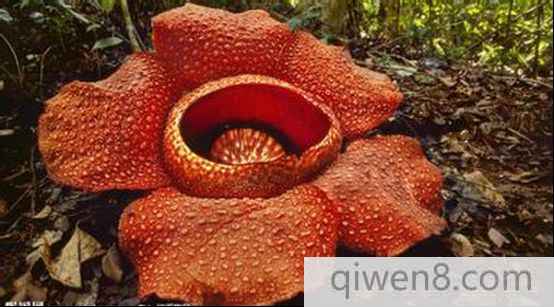 食人花